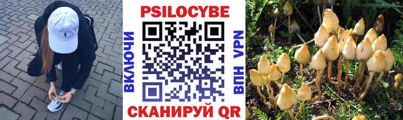 Псилоцибиновые грибы Cubensis  мориарти Telegram  Александровское 
